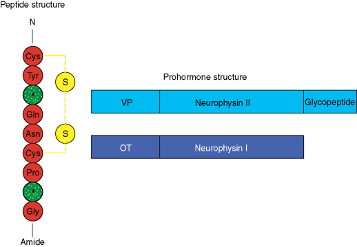 The Structure of a typical prohormone
