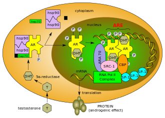 The mechanism of the androgen receptor, and how SARMs relate to it