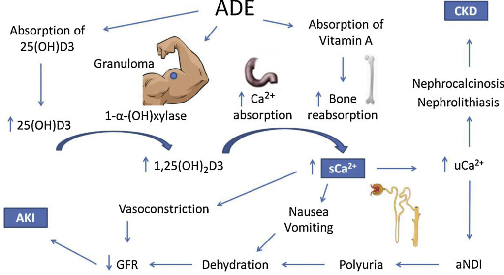 How AAS interact with the androgen receptor