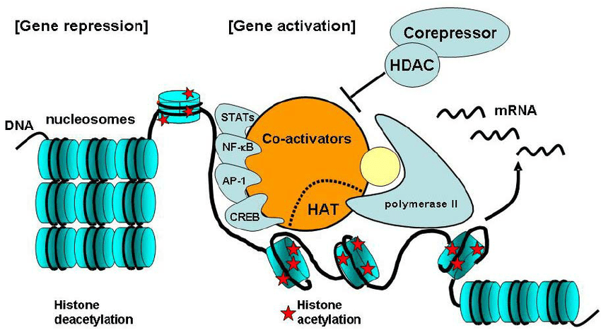 Ostarine gene activation graph