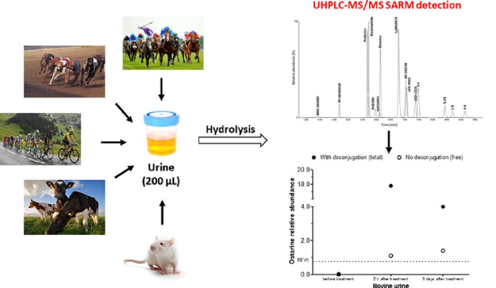 Sarm urine detection