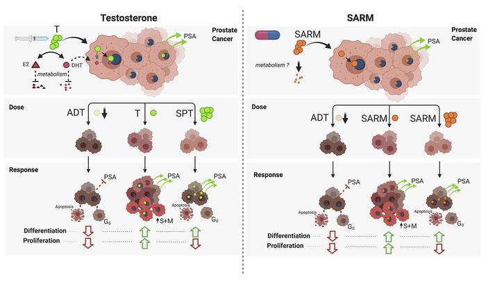 Comparison of both SARM and AAS mechanisms