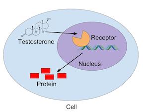 How testosterone signals anabolism in receptors
