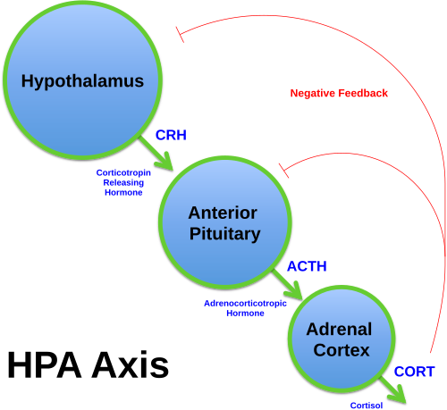HPTA axis, showing how supression can work via negative feedback