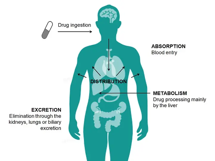 Enclomiphene absorption process in the body: distribution, metabolism in liver, excretion via kidneys, lungs, bile.
