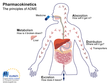 Pharmacokinetics diagram showing ADME: absorption, distribution, metabolism in liver, and excretion of medicine.