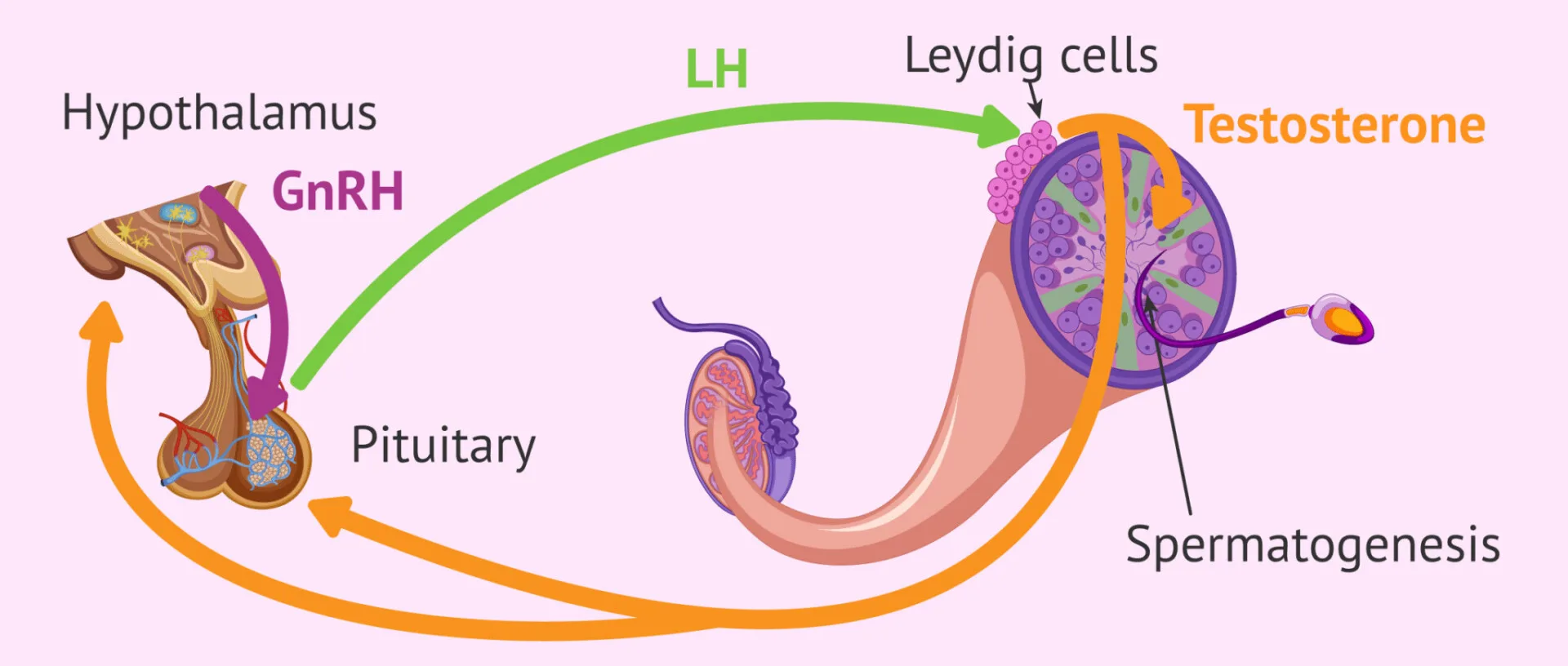 Hypothalamic-pituitary-gonadal axis regulating testosterone production, LH effects on Leydig cells, and spermatogenesis