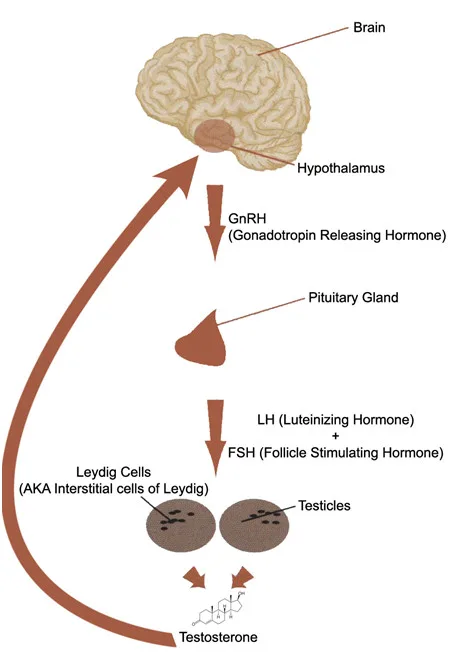 Hypothalamic-pituitary-gonadal axis flowchart showing hormone pathways regulating testosterone production in testicles and recovery after RAD140
