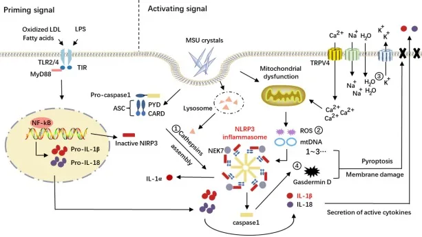 mk677 mechanism of action: NLRP3 inflammasome activation via priming and activating signals, leading to cytokine secretion and pyroptosis pathway.