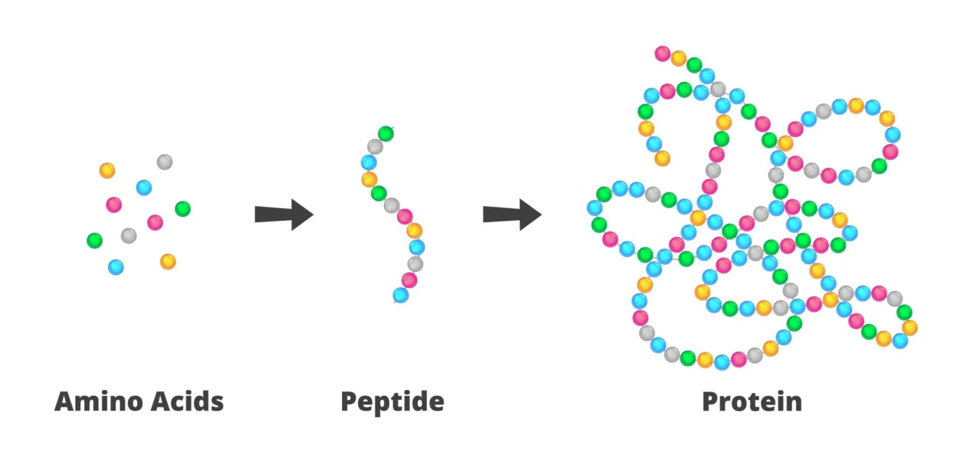 Amino acids form a linear peptide chain, then fold into a functional protein structure.