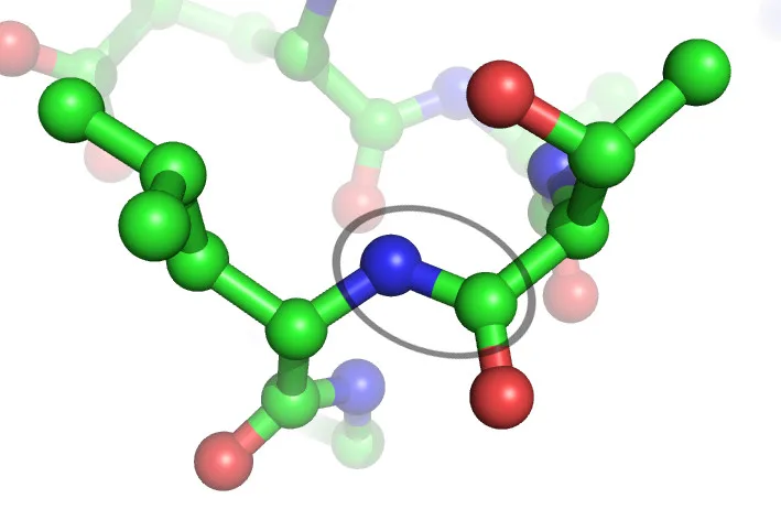Molecular model highlighting hydrogen bond interaction with nitrogen in peptide structure.