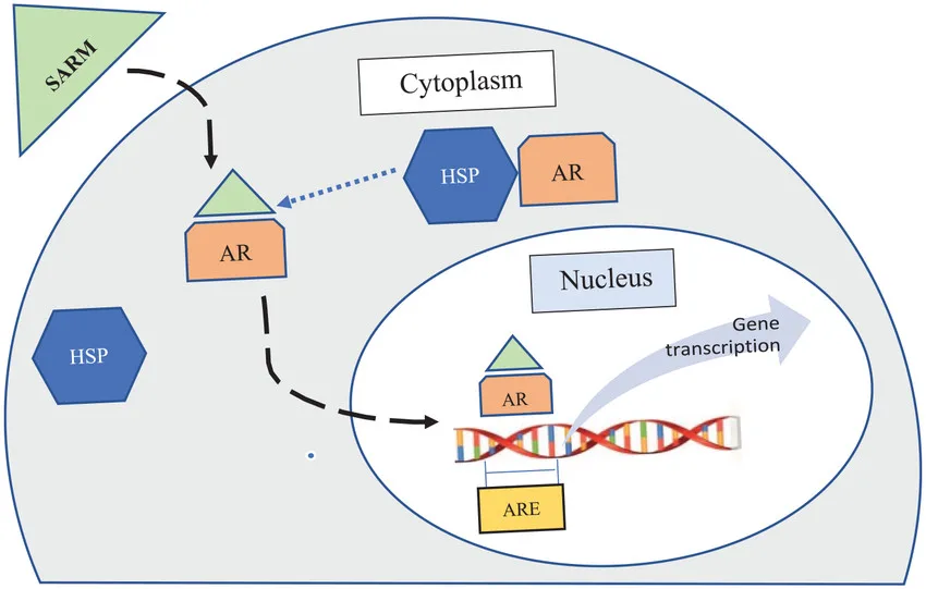 RAD-140 SARM binding androgen receptor, AR translocates to nucleus, interacts with DNA, influences gene transcription.