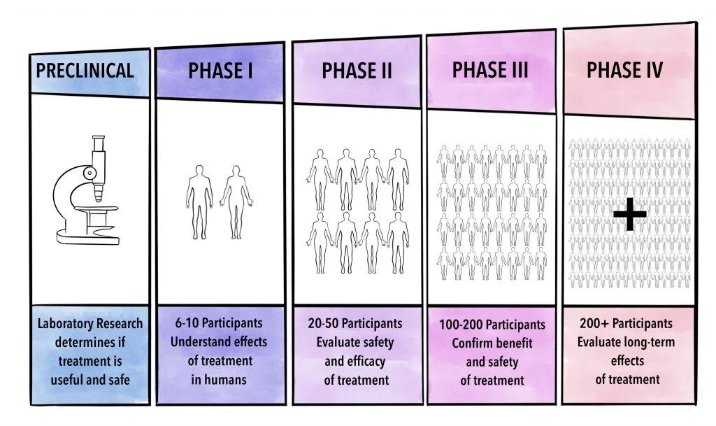 SARMs linical trial phases from preclinical to Phase IV, detailing sample size, focus on safety, efficacy, and long-term effects.