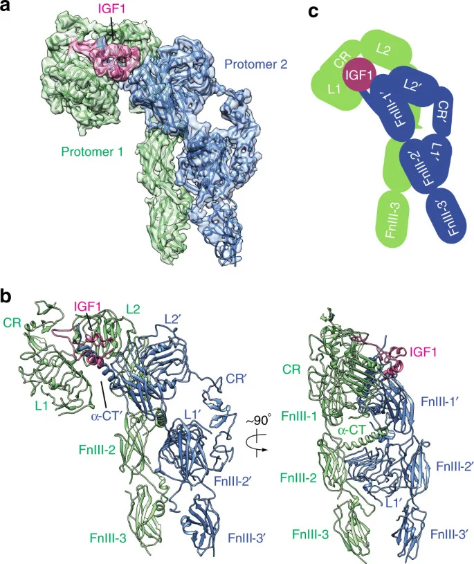 IGF1 binding mechanism with protomer structures in green and blue. Visualizations include molecular surface and schematic