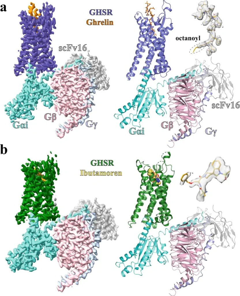 MK-677 ghrelin receptor molecular structure diagram - scientific guide to growth hormone secretagogue mechanism