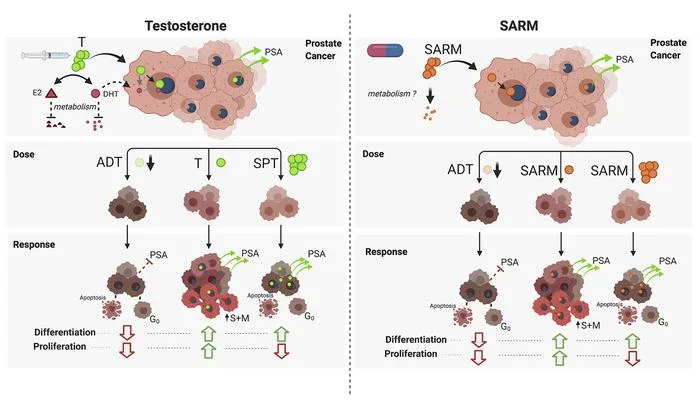 Testosterone vs. SARM effects on prostate cancer; differing responses in apoptosis, differentiation, and proliferation.
