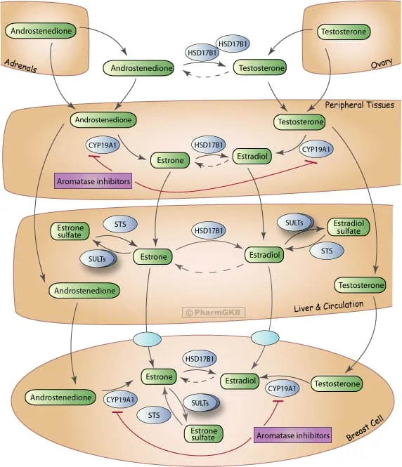 Aromatase pathway diagram showing testosterone to estrogen conversion relevant to SARMs gynecomastia risk