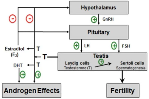 Hypothalamus-pituitary-testis axis flowchart showing hormonal regulation of testosterone and fertility.