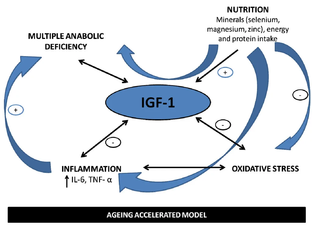 Diagram showing IGF-1 impact on ageing model, linking anabolic deficiency, nutrition, inflammation, oxidative stress.