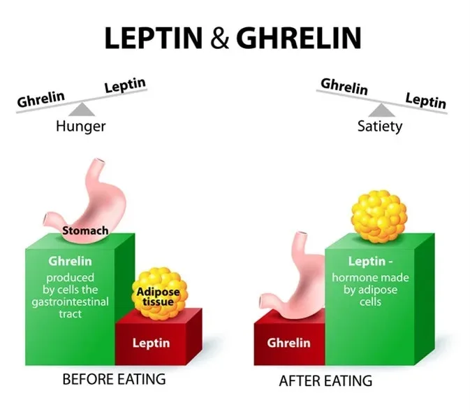 Leptin and ghrelin balance hunger and satiety before and after eating via hormones from adipose and gastrointestinal cells.
