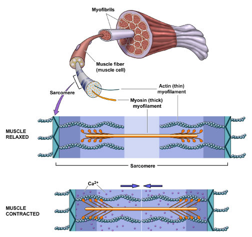 Why Early Anabolic Steroids Fell Short of Medical Expectations 7 Medical imaging depicting bone density improvements in a patient receiving steroidal androgen therapy for osteoporosis.