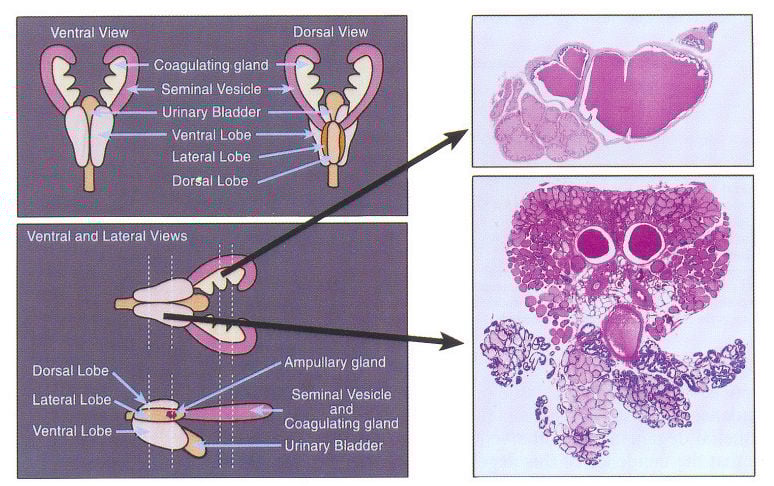 Hershberger Test: How Scientists Measured Anabolic Activity 5 Visual representation of dissected rat accessory sex organs, including the prostate and seminal vesicles, used to assess androgenic effects in the Hershberger test.