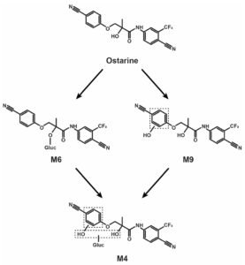 Metabolic process of Ostarine, a common SARM in the UK