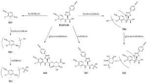 RAD-140 Pathway